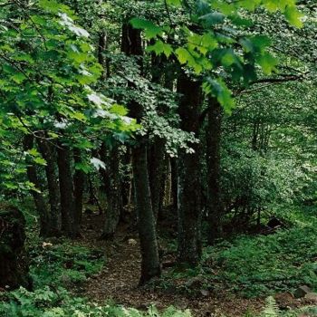 Photographie intitulée "SOUS - BOIS 1" par G.Nan, Œuvre d'art originale