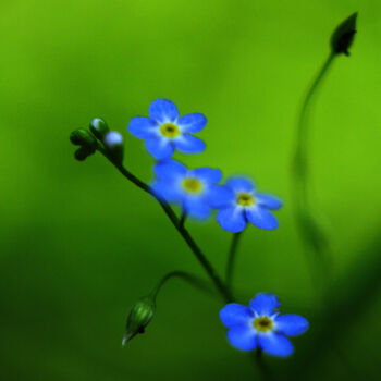 Fotografia zatytułowany „Spring color” autorstwa Ната К, Oryginalna praca, Fotografia cyfrowa