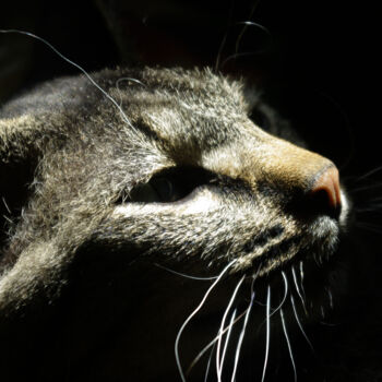 摄影 标题为“Gray cat” 由Ната К, 原创艺术品, 数码摄影