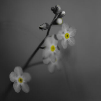 Фотография под названием "spring Flower" - Ната К, Подлинное произведение искусства, Цифровая фотография