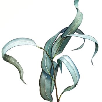Painting titled "Еucalyptus" by Natalia Buhaienko, Original Artwork, Watercolor