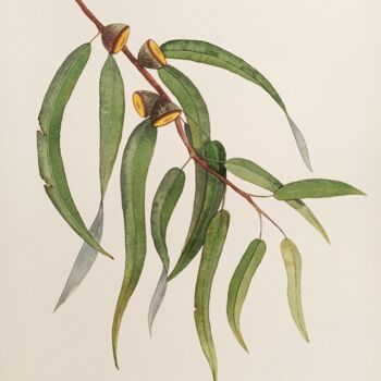 Pittura intitolato "Eucalyptus 3" da Natalia Buhaienko, Opera d'arte originale, Acquarello