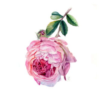 Картина под названием "Английская роза" - Наталия Иванченко, Подлинное произведение искусства, Акварель