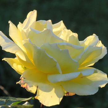 Фотография под названием "La rose lumineuse" - Nathalie De Courrèges, Подлинное произведение искусства, Цифровая фотография