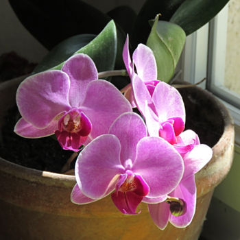 摄影 标题为“Orchidées” 由Nathalie De Courrèges, 原创艺术品, 数码摄影