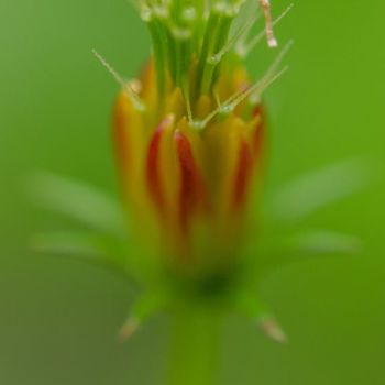 Fotografía titulada "A." por Nathalie Bardyn, Obra de arte original