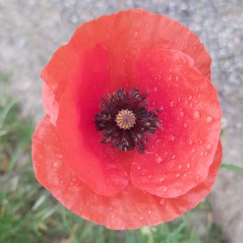 Photography titled "Matin coquelicot" by Nathy ... (Nathy), Original Artwork, Non Manipulated Photography