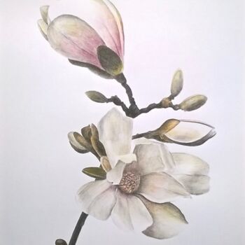 Drawing titled "Branche de Magnolias" by Nathalie Si Pié, Original Artwork, Pencil