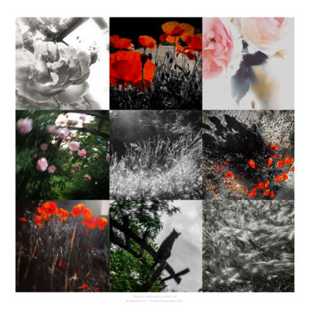 Fotografie getiteld "Poppies, roses and…" door Nathalie Simon, Origineel Kunstwerk, Digitale fotografie