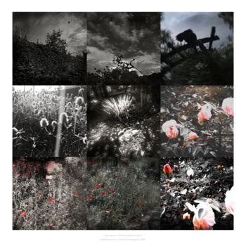 Fotografia intitolato "Old roses and white…" da Nathalie Simon, Opera d'arte originale, Fotografia digitale