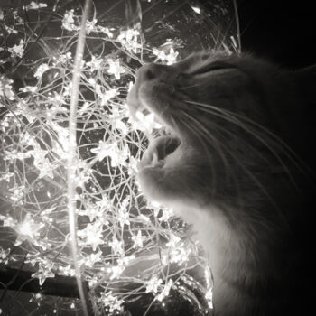 Photographie intitulée "Cat star" par Nathalie Simon, Œuvre d'art originale, Photographie numérique