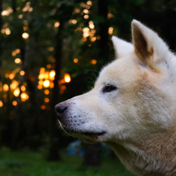 Fotografia zatytułowany „chien au coucher du…” autorstwa Nathanael Desmeules, Oryginalna praca, Fotografia cyfrowa