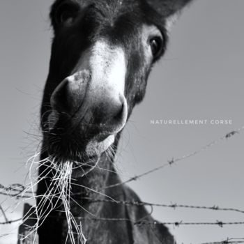 Fotografía titulada "Salut copain" por Naturellement Corse, Obra de arte original, Fotografía digital
