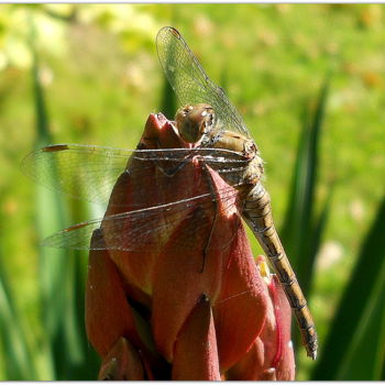 Photography titled "~ libellule prenant…" by Naty B, Original Artwork