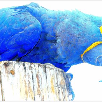 Fotografia intitulada "~ la vie en bleue ~…" por Naty B, Obras de arte originais