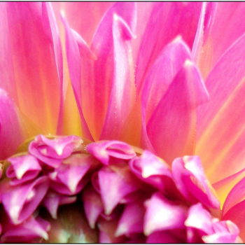 Photography titled "~ détails de dahlia…" by Naty B, Original Artwork