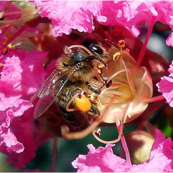 Fotografia intitulada "~ abeille précieuse…" por Naty B, Obras de arte originais