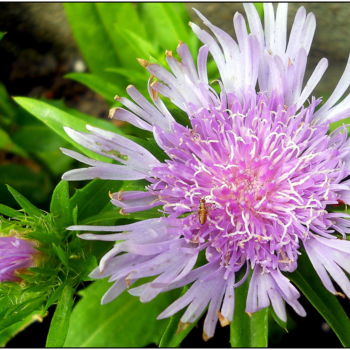 Photography titled "~ stokesia visité s…" by Naty B, Original Artwork