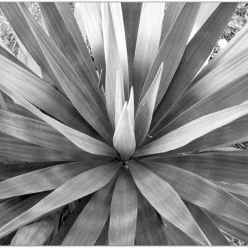 Photography titled "~ feuillage d'agave…" by Naty B, Original Artwork