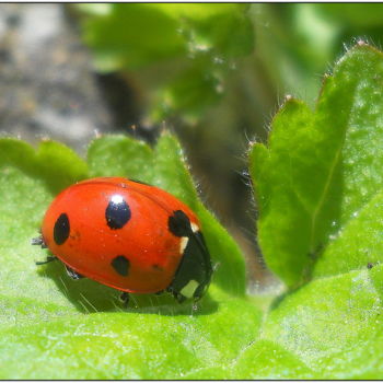 Photography titled "~ coccinelle, babou…" by Naty B, Original Artwork