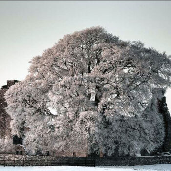 Fotografie getiteld "Tree" door Neier, Origineel Kunstwerk, Digitale fotografie