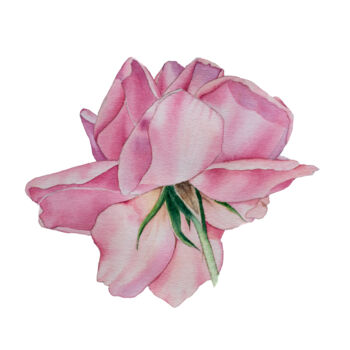 Painting titled "Pink rose" by Nelia Hryhorenko, Original Artwork, Watercolor