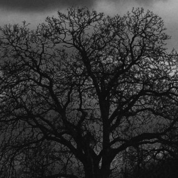 Fotografie mit dem Titel "An Other Tree" von Neonitrus, Original-Kunstwerk