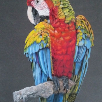 Painting titled "Macaw parrot (Ara)" by Iwonna Salak, Original Artwork, Pastel