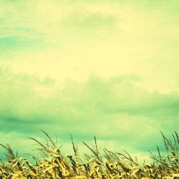 Photography titled "Magnificent fields" by Nicholas Thomas Del Franco, Original Artwork, Manipulated Photography