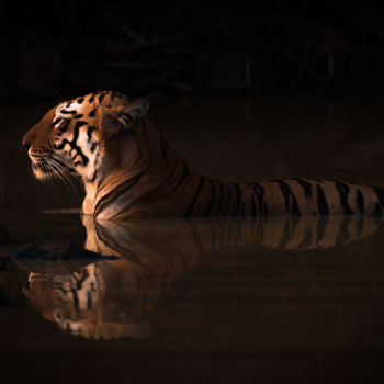 Fotografia intitulada "Tiger, tiger, burni…" por Nick Dale, Obras de arte originais, Fotografia digital