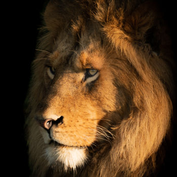 Fotografie mit dem Titel "He-Lion" von Nick Dale, Original-Kunstwerk, Digitale Fotografie