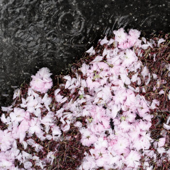Фотография под названием "Sakura square: Part…" - Nico Cofu Arach, Подлинное произведение искусства