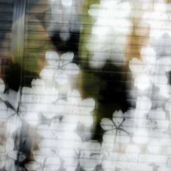 Photography titled "Rideau de sakura bl…" by Nico Cofu Arach, Original Artwork