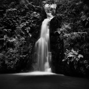 Photographie intitulée "Jungle" par Nicolas Dalaudier, Œuvre d'art originale, Photographie numérique