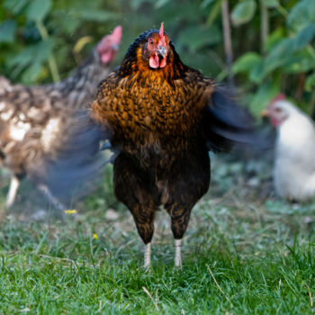 Fotografia intitulada "Battement de Poule" por Nicolas Bernié, Obras de arte originais