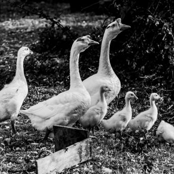 Photographie intitulée "Marco Familly n&b" par Nicolas Bernié, Œuvre d'art originale