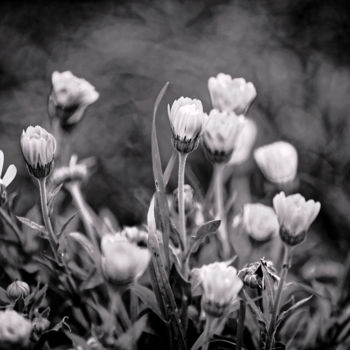 Fotografie getiteld "Fleurs noir & blanc" door Nicolas Bernié, Origineel Kunstwerk
