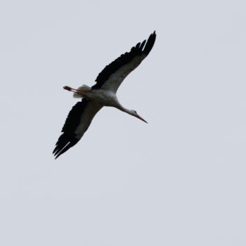 Photographie intitulée "Cigogne en vol" par Nicolas Boucart, Œuvre d'art originale, Photographie numérique