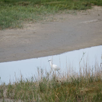 Photography titled "Aigrette Garzette -…" by Nicolas Boucart, Original Artwork, Digital Photography