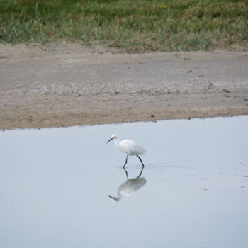 Photography titled "Aigrette Garzette -…" by Nicolas Boucart, Original Artwork, Digital Photography