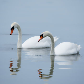 Photography titled "Couple de  Cygnes -…" by Nicolas Boucart, Original Artwork, Digital Photography