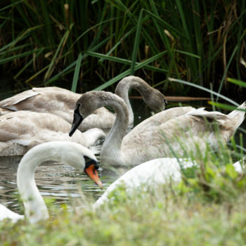 Photographie intitulée "Cygnes en Famille" par Nicolas Boucart, Œuvre d'art originale, Photographie numérique