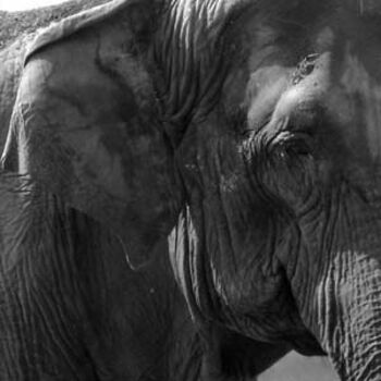 Photographie intitulée "Elephant" par Nicolas Compagnon, Œuvre d'art originale