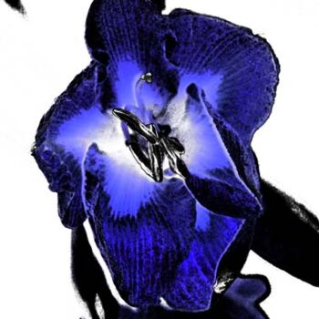 Digitale Kunst mit dem Titel "Fleur du mal" von Nicolas Compagnon, Original-Kunstwerk