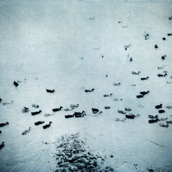Photography titled "Les canards" by Nicolas Espinasse, Original Artwork, Digital Photography