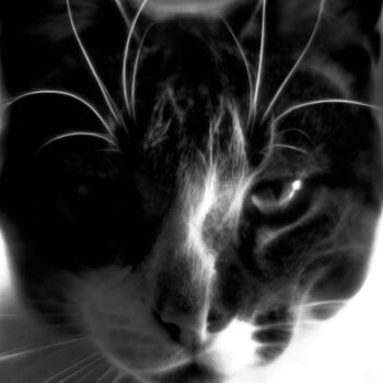 Fotografía titulada "Black and white cat" por Nicolas Giannatasio, Obra de arte original, Fotografía digital