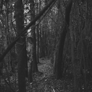 Fotografie getiteld "bosque de arboles e…" door Nicolas Giannatasio, Origineel Kunstwerk, Digitale fotografie