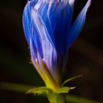 Fotografie mit dem Titel "Flor azul" von Nicolas Giannatasio, Original-Kunstwerk, Analog Fotografie