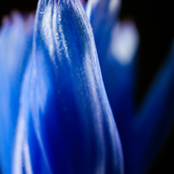 Fotografie mit dem Titel "flor azul abstracta" von Nicolas Giannatasio, Original-Kunstwerk, Digitale Fotografie