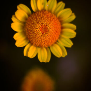 Photographie intitulée "Flor amarilla" par Nicolas Giannatasio, Œuvre d'art originale, Photographie numérique